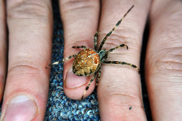 Spider Up Close