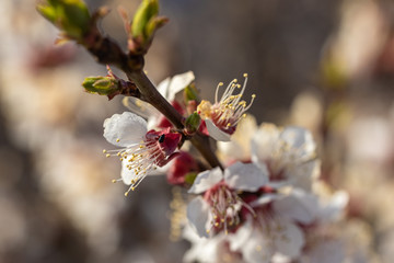 White flowers of apple trees in early spring.