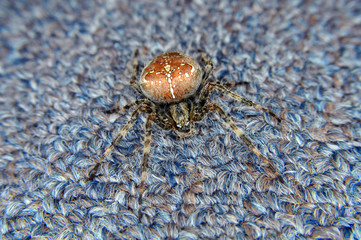 Spider Up Close