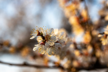 White flowers of apple trees in early spring.