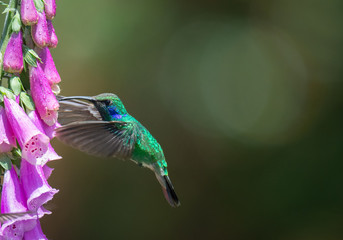 Fototapeta premium Male Lesser Violetear with wings swept forward reachs its beak towards necture covered purple bloom