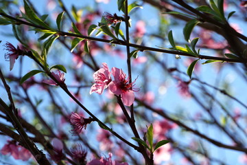 Blooming tree branches with pink blossom, close up view. Beautiful nature spring background in pastel color tone