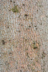 Green moss on the tree bark surface.