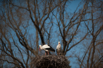  storks make nests in a city under construction in the Grodno region of Belarus © Юрий Горид