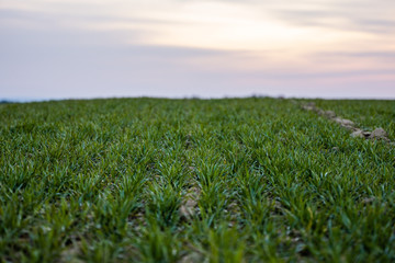 Young green wheat seedlings growing on a field. Agricultural field on which grow immature young cereals, wheat. Wheat growing in soil. Close up on sprouting rye on a field in sunset. Sprouts of rye.