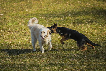 Naklejka na ściany i meble Two dogs playing on a grass field. Young german shepherd and golden retriever are playing with each other. Shepherd attacking and biting the other dog in the neck.