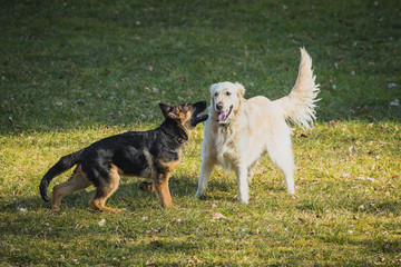 Two dogs playing on a grass field. Young german shepherd and golden retriever are playing with each other. Fun on grass and sun.