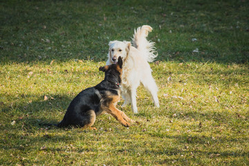 Two dogs playing on a grass field. Young german shepherd and golden retriever are playing with each other. Fun on grass and sun.