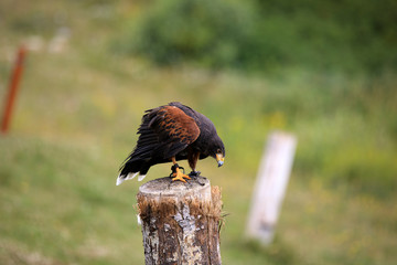 Vancouver, America - August 18, 2019: Hawk exhibition at Grouse Mountain, Vancouver, America