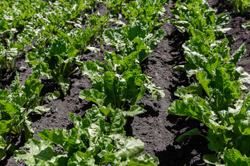 sugar beet field