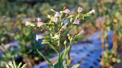 wild tobacco flowers in the meadow