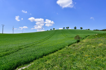 idyllic blue sky over the meadow