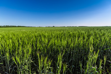 green wheat field