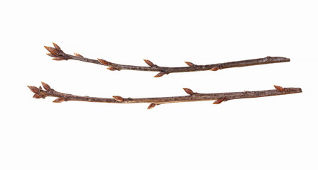 Northern red oak (Quercus rubra) bud branch isolated on a white background.