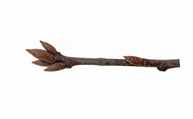Northern red oak (Quercus rubra) bud branch isolated on a white background.