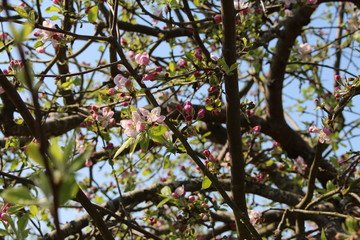Fleurs de pommier