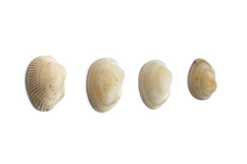 sea ​​shells simple few mollusk half isolate on a white background