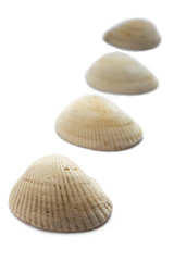 sea ​​shells simple few mollusk half isolate on a white background