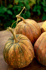 pumpkin in the autumn garden