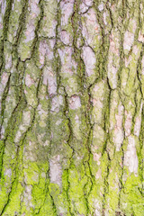 Moss on the pine tree bark texture.