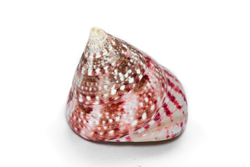 seashells trochus mollusk isolate on white background