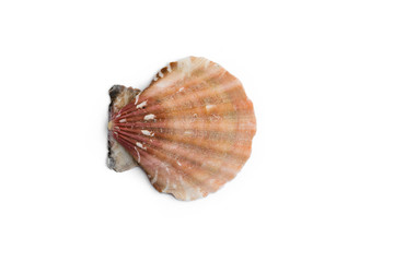 seashell mollusk isolate on a white background color red pink