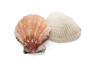 seashells  several isolate on a white background mollusk red pink top view side to bottom
