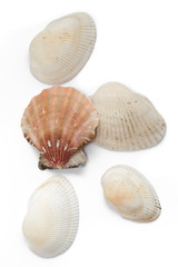 seashells  several isolate on a white background mollusk red pink top view side to bottom