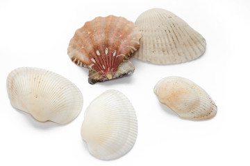 seashells  several isolate on a white background mollusk red pink top view side to bottom