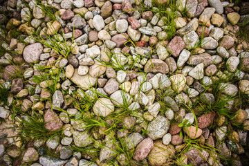 Background grass grows through stones