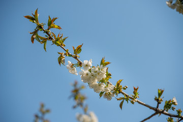 Cherry tree