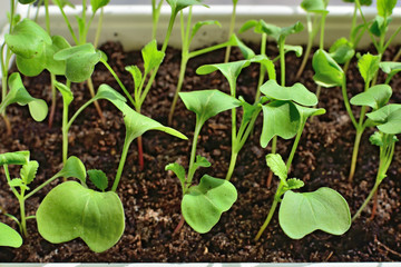 Radish seedlings close up growing on the windowsill