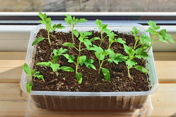 Tomato seedlings close up growing on the windowsill