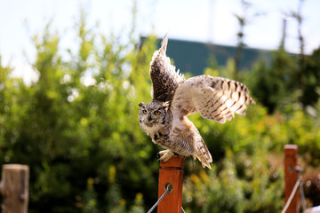 Vancouver, America - August 18, 2019: Owl at Grouse Mountain, Vancouver, America