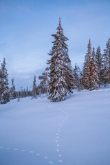 Fabulous Lapland forest in January
