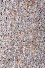 Spruce tree bark texture. Surface of the old tree trunk.