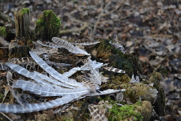 Feathers in the forest