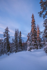 Fabulous Lapland forest in January