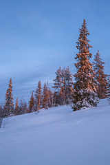 Fabulous Lapland forest in January