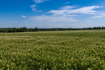 Field with white lupine crops