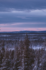 Fabulous Lapland forest in January