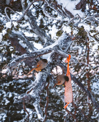 The little bird on the branch in winter