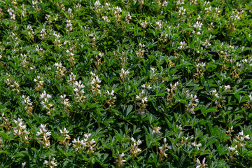 Field with white lupine crops