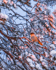 The little bird on the branch in winter