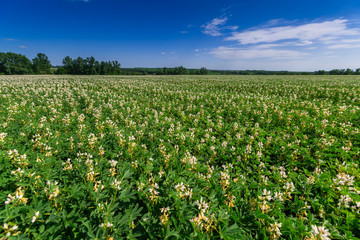 Field with white lupine crops