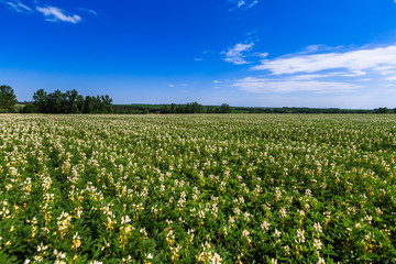 Fototapeta na wymiar Field with white lupine crops