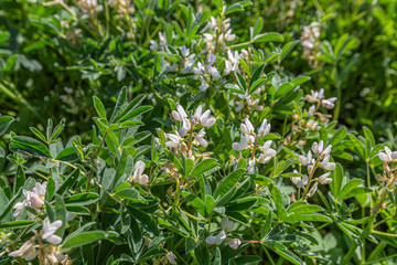 Field with white lupine crops
