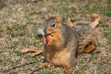 eastern fox squirrel looking for food in the park on a sunny day