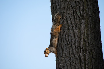 eastern fox squirrel looking for food in the park on a sunny day