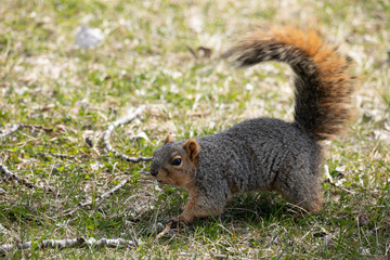 Obraz premium eastern fox squirrel looking for food in the park on a sunny day